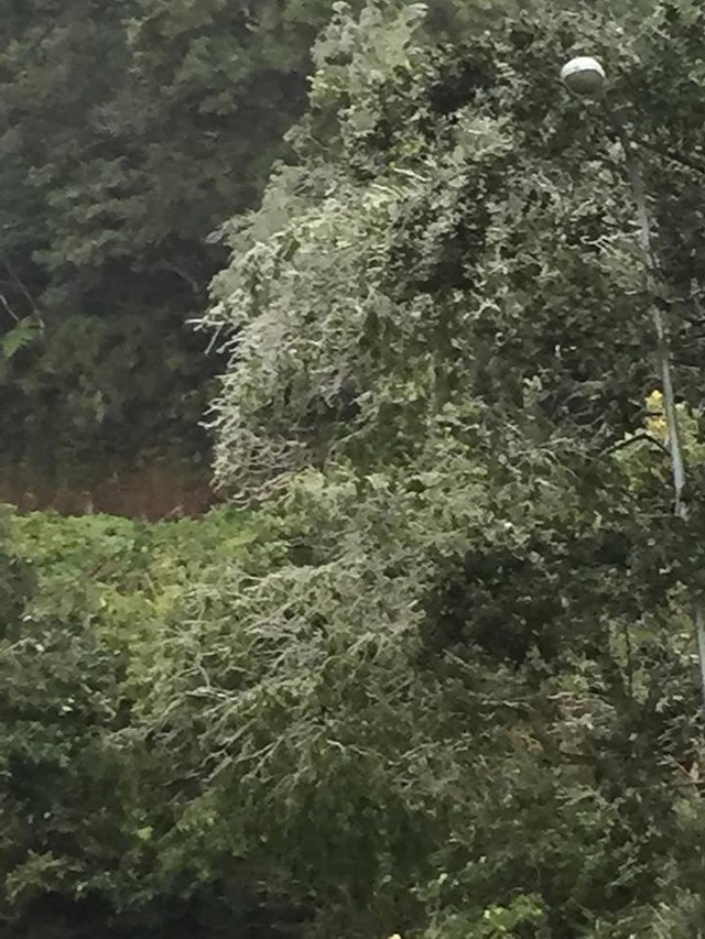 Hình ảnh băng bám cứng các cành cây trên Yên Tử. (Ảnh: P.Thủy)