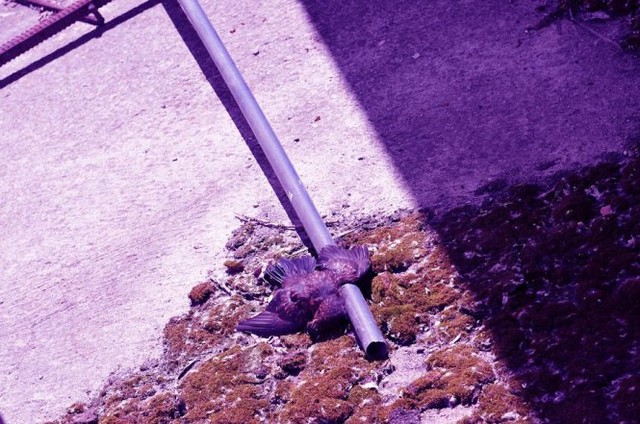
Xác chim chết trên đường phố Pripyat
