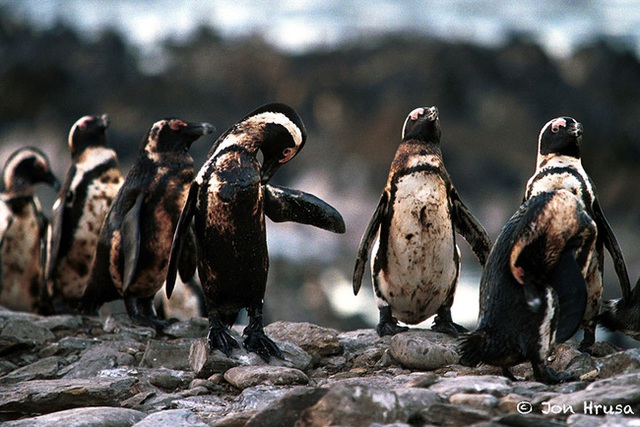 Những chú chim cánh cụt bị nhuộm màu.