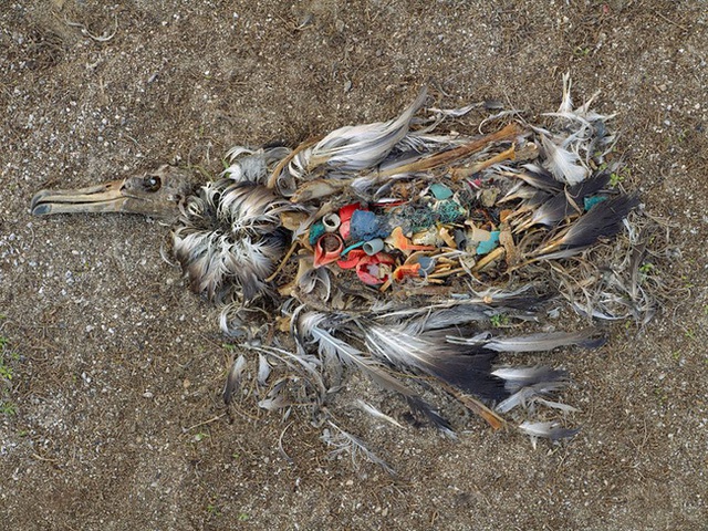 Chú chim chết thảm vì nuốt phải một đống rác.