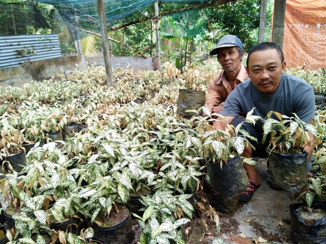 
Vườn cây hoa kiểng của nhà anh Thuận chết khô vì thiếu nước

