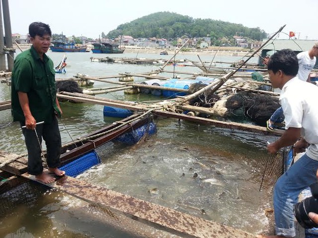 Ngươi nuôi cá ở cửa sông Lạch Bạng (Hải Thanh, Tĩnh Gia) đang rất lo lắng về hiện tượng cá lồng, bè chết hàng loạt.