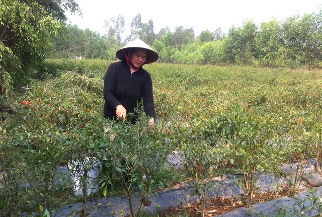 
Chị Huỳnh Thị Hoa ở thôn Thuận Hòa, xã Bình Tân (huyện Tây Sơn) đang thu hoạch ớt
