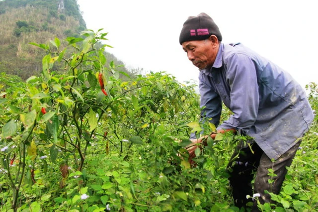 Ông Nguyễn Văn Minh (62 tuổi, xã Hoa Sơn, huyện Anh Sơn, Nghệ An) phải nhổ bỏ cây ớt đang cho thu hoạch - Ảnh: Doãn Hòa