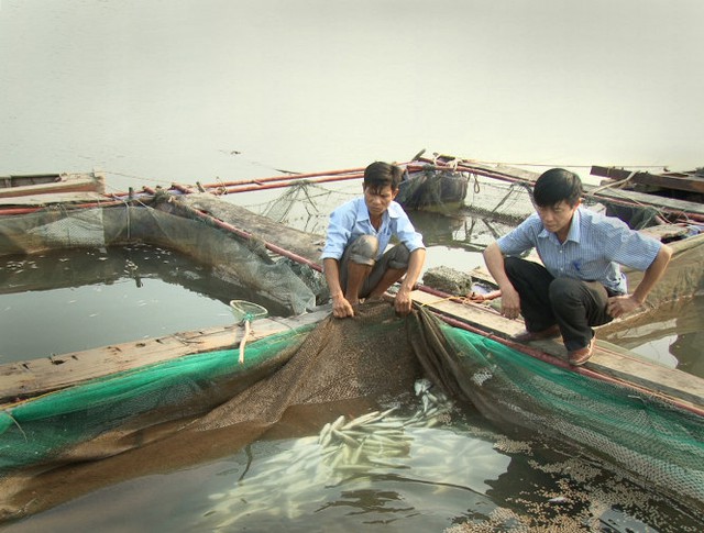 
Người dân xã Kỳ Hà, thị xã Kỳ Anh (Hà Tĩnh) thất thần nhìn cá trong lồng chết nổi trắng - Ảnh: Văn Định

