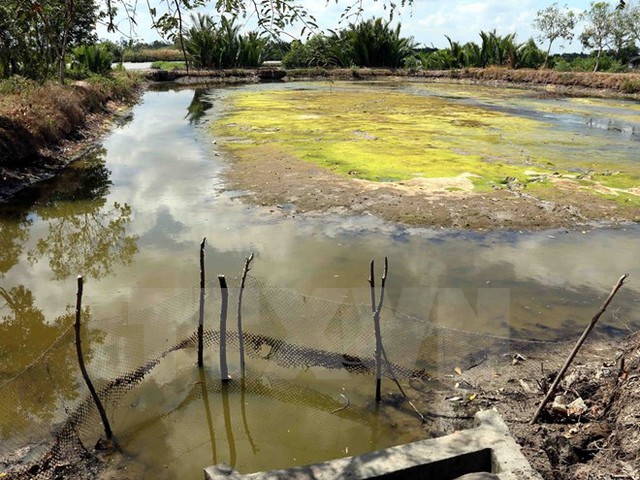 
Hạn, mặn nghiêm trọng khiến nhiều đầm nuôi tôm công nghiệp ở Cà Mau bị bỏ hoang. (Ảnh: Kim Há/TTXVN)

