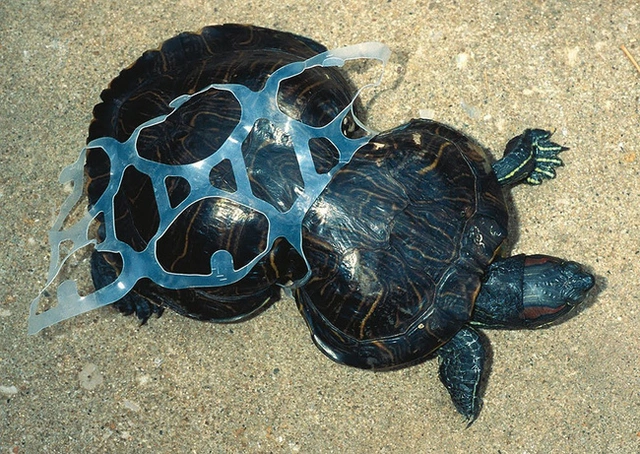 Ô nhiễm môi trường biển khiến tất cả các loài sinh vật nơi đây sống trong sợ hãi.