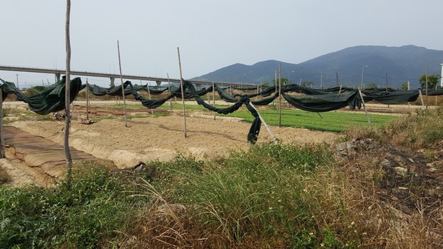 
Khu đất vàng nằm ngay bờ sông Hàn đang được người dân tận dụng làm đất trồng rau và các loại cây ăn quả.
