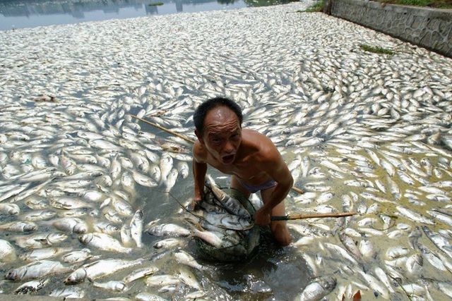Tại Vũ Hán, người đàn ông đang cố gắng thu dọn hàng tấn cá chết nổi lềnh bềnh trên mặt hồ.