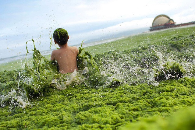 Cậu bé tắm trong lớp tảo biển ở Trung Quốc.