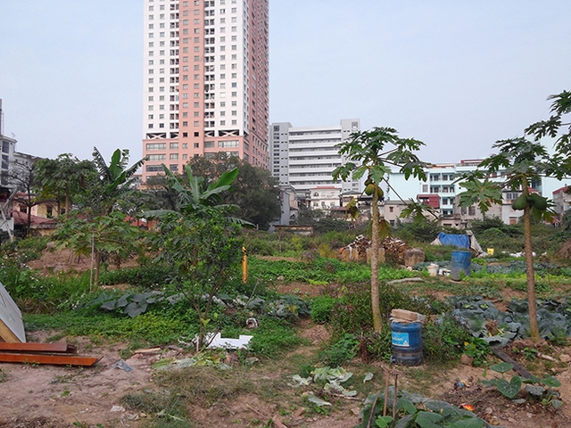 
Người dân địa phương tận dụng đất dự án để trồng rau.
