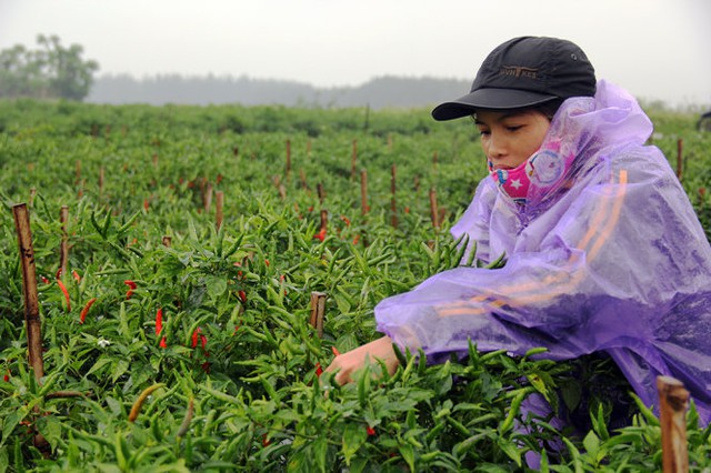 
Những nông dân trồng ớt gần như đổ ra đồng hái ớt đem về bán - Ảnh: Trần Mai
