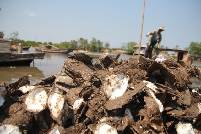 
Hàu chết chất đống bên bờ, nông dân thiệt hại ước tính hàng chục tỉ đồng - Ảnh: Mậu Trường
