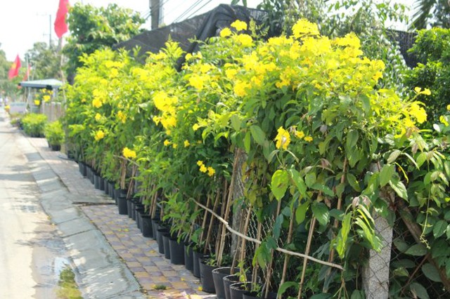 Màu vàng của hoàng yến tràn ngập làng hoa - Ảnh: Mạnh Khang