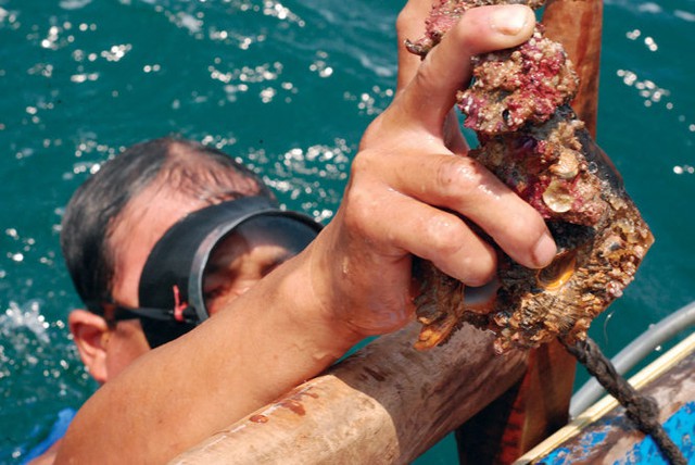 
Thợ lặn Phạm Văn Hoàn vừa đưa từ đáy biển lên một số con ốc đã chết - Ảnh: Quốc Nam
