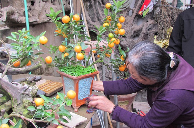 
Cây quất thế được trồng trong chậu cảnh có chữ “Thuận buồm, xuôi gió” được nhà vườn bán với giá 1,4 triệu đồng. Ảnh: VGP/Đỗ Hương
