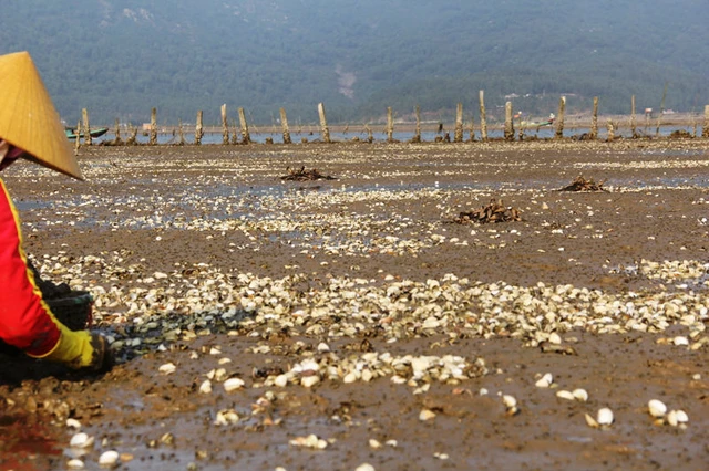 Ghi nhận của PV, dọc quanh các bãi triều nuôi ngao tại xã Mai Phụ, xác ngao chết phủ trắng bãi. Hàng chục người dân đang cố gắng cào số ngao còn sống để bán cho thương lái nhằm “gỡ gạc” số vốn đã bỏ ra.