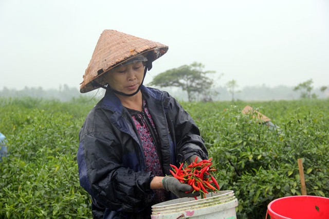 
Giá ớt đang tăng cao đột biến ở Quảng Ngãi, theo các tiểu thương là do Trung Quốc ăn hàng mạnh - Ảnh: Trần Mai

