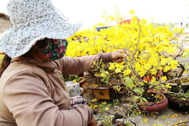 
Chị Nguyễn Thị Kim Yến (Chợ Lách, Bến Tre) lặt bớt lá và hoa đã nở tại chợ hoa Trần Xuân Soạn Q7, TPHCM - Ảnh: Như Hùng
