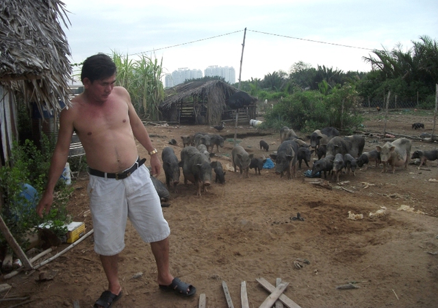 
Ông Lộc tận dụng khu đất rộng lớn và nguồn thức ăn tự nhiên dồi dào bên trong khu dự án để chăn thả đàn lợn gần 50 con của ông.
