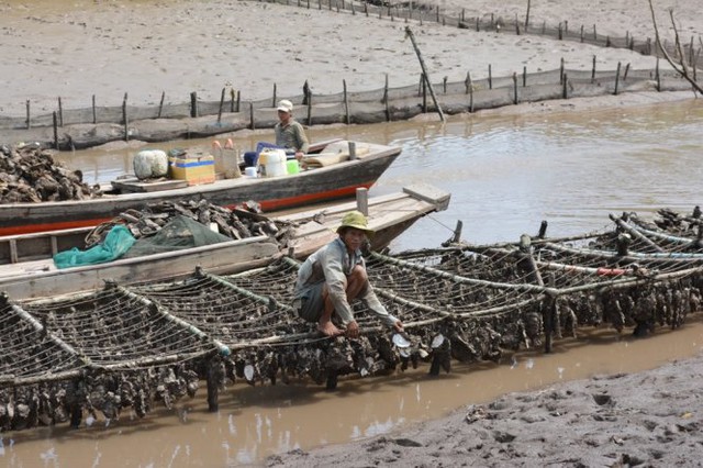 
Ông Nguyễn Văn Chánh, ngụ ấp Thừa Thạnh, bị thiệt hại 10 tấn hàu, tương đương 200 triệu đồng - Ảnh: Mậu Trường
