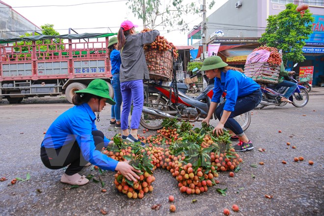 
Các bạn sinh viên tình nguyện hỗ trợ sắp xếp lại vải cho người nông dân. (Ảnh: Minh Sơn/Vietnam+)
