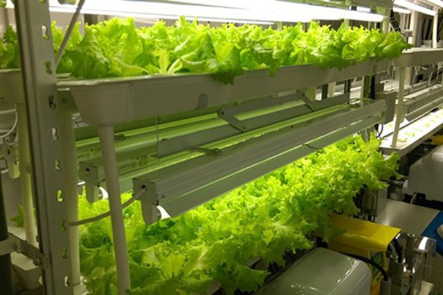 
Mô hình trồng rau xà lách công nghệ cao. (Ảnh: FPT)
