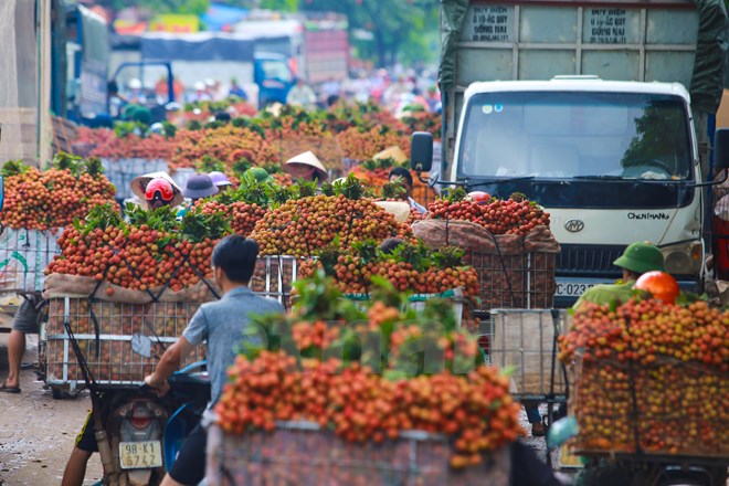 
Tình trạng ùn tắc kéo dài diễn ra tại nhiều điểm tập trung thu mua của huyện Lục Ngạn như thị trấn Chũ, ngã ba Kép... (Ảnh: Minh Sơn/Vietnam+)
