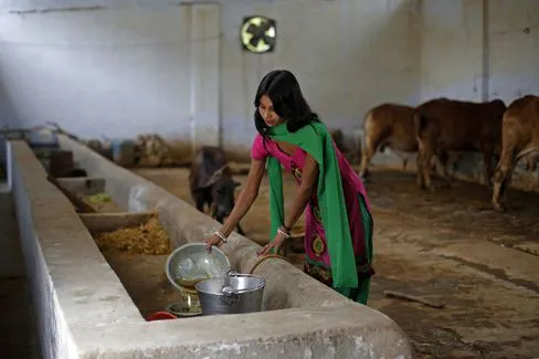 
Cô Susheela Kumari thu thập nước tiểu bò
