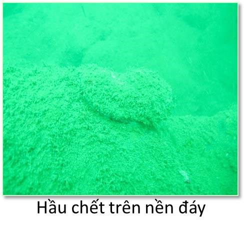 Thừa Thiên Huế, các nhà khoa học khảo sát ở hai địa điểm, ghi nhận san hô chết và rất ít gặp các loài cá kinh tế và điển hình cho sinh cảnh rạn.