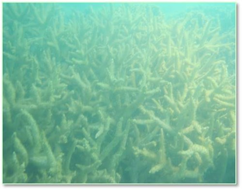 San hô bị chết trắng tại rạn san hô Bãi Chuối