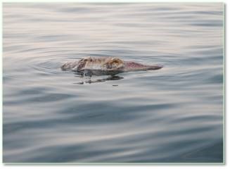 Cá Vẩu (Caranx ignobilis) chết trôi  tại rạn san hô Bãi Chuối