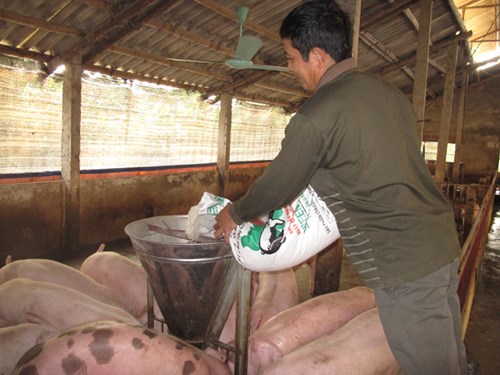 
Tình trạng lạm dụng kháng sinh trong chăn nuôi, thủy sản đang ở mức báo động. Ảnh: Nam Khánh.
