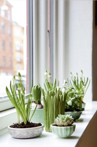 Nếu trong nhà có bệ cửa sổ rộng, bạn nên bố trí cây ở đó để chúng hấp thụ ánh sáng tự nhiên.
