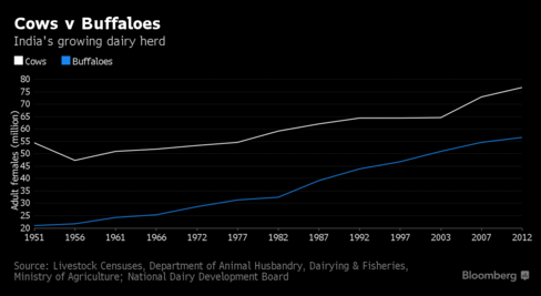 
Số bò và trâu cái trưởng thành tại Ấn Độ đang tăng nhanh (triệu con)
