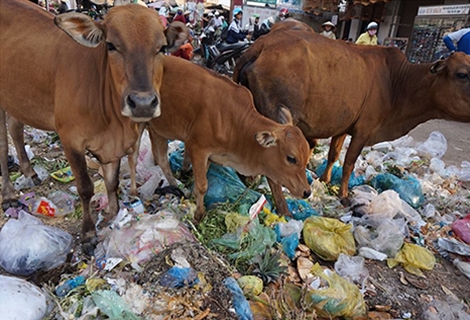 Nhiều hộ dân phải đưa bò vào chợ để mót rác ăn chống đói.