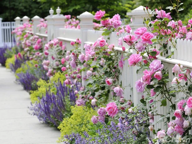 Hoa hồng dây quấn quanh hàng rào tạo nét mềm mại, tươi mát cho ngôi nhà bạn.