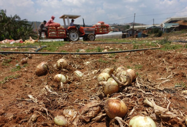 Những củ khoai tây nhỏ nông dân bỏ vương vãi trên đồng - Ảnh: Mai Vinh