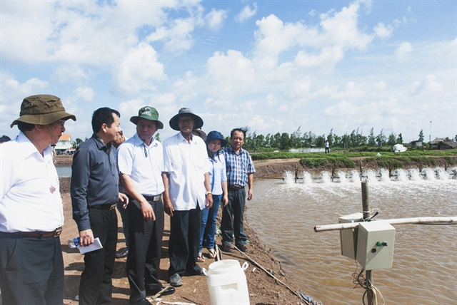 
Cán bộ thủy sản tham quan mô hình nuôi tôm sử dụng nước từ ao nuôi cá chẽm của ông Hứa Thành Hưng
