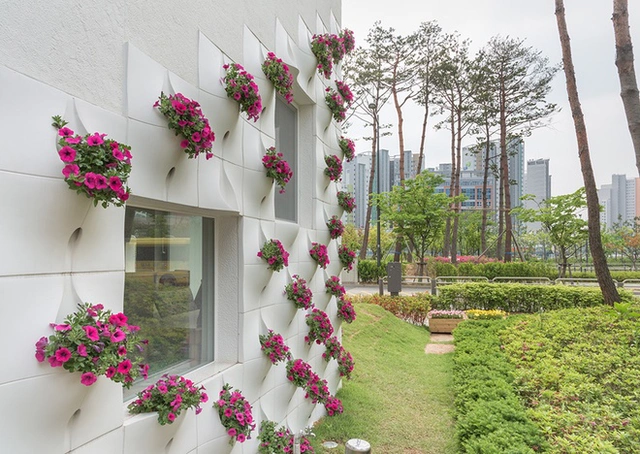 Những bức tường trồng hoa không có ban công và bệ của sổ