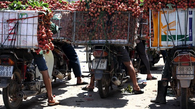 Dưới cái nắng gay gắt, dòng phương tiện vận chuyển vải nhích từng chút