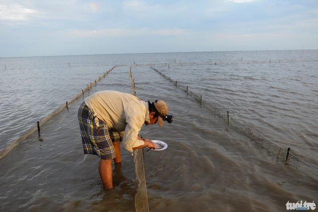 Một chủ bãi kiểm tra nghêu giống đang ươm ở gần bờ, khu vực nghêu chết nhiều nhất