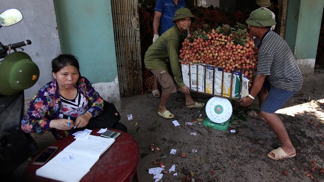 Tuy không được mùa bằng năm trước, nhưng giá vải năm nay cao nên người trồng vải vui hơn. Theo anh Tuân (ở xã An Phú), giá vải bán cho các thương lái từ 12 đến 25 ngàn đồng/kg tùy theo chất lượng