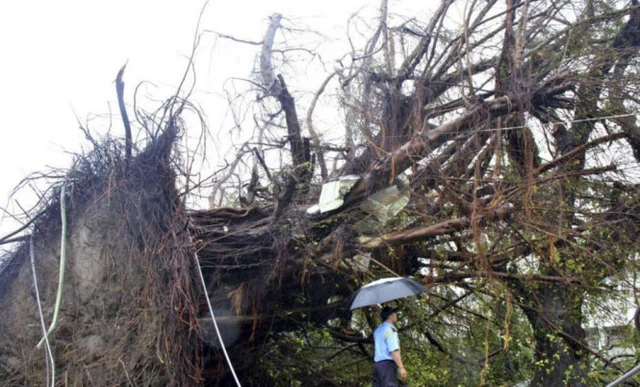 Một cây đa trăm tuổi bị bật gốc ở Đài Loan sau khi siêu bão tràn qua - Ảnh: scmp.com