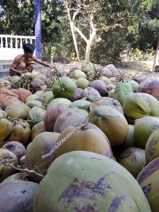 
Giá dừa khô tại Bến Tre đang bị thương lái ép giá với lý do trái dừa xấu do ảnh hưởng của hạn, mặn
