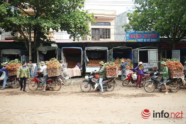Phần lớn người nông dân sử dụng xe máy thồ hàng tạ vải di chuyển đến các điểm thu mua tại huyện Phượng Sơn