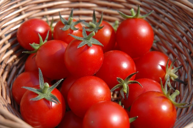 
Cà chua chứa nhiều lycopene, chất chống oxy hóa mạnh mẽ giúp bảo vệ và chống lại các gốc tự do phá hủy tế bào – nguyên nhân của mất trí nhớ và Alzheimer.
