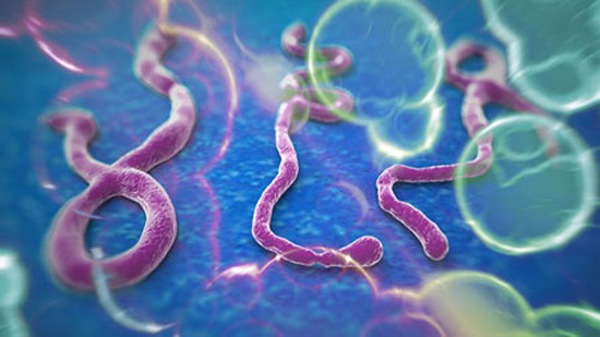 Giải đáp những câu hỏi phổ biến về virus ebola