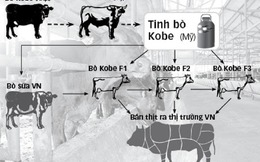 Ông Đặng Văn Thành lên Lâm Đồng nuôi bò 'biết uống bia, nghe nhạc'