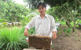 Nuôi ong Italy, thu lãi 30 triệu đồng/tháng